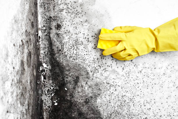 Trusted Hayfield, VA Mold Removal Experts