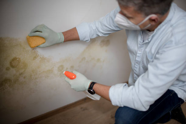Best Mold Testing  in Hayfield, VA