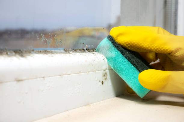Best Emergency Mold Removal  in Hayfield, VA