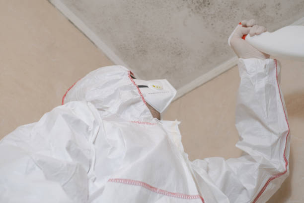 Certified Mold Removal in Hayfield, VA